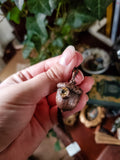 Acorn & Fehu Rune - Bronze necklace- citrine